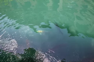 Photo #4: 6027149 Listing