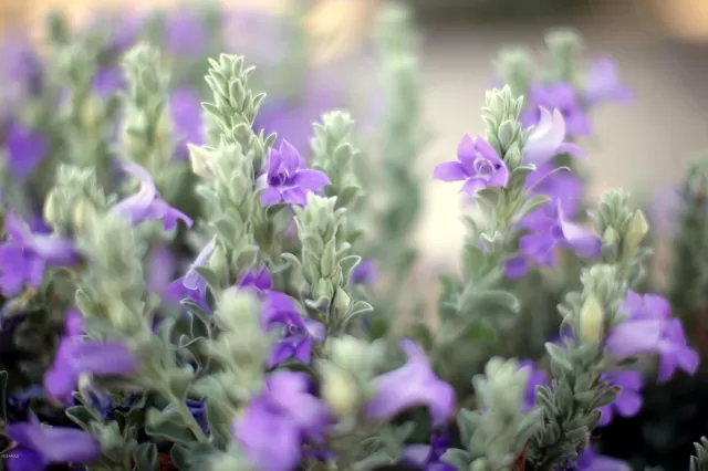 MLS: 6062618 Condo For Sale