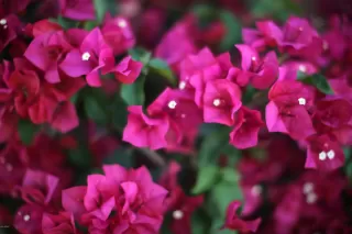 Photo #2: 6062618 Listing 