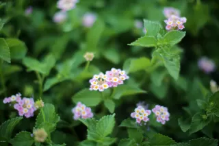 Photo #1: 6076518 Listing