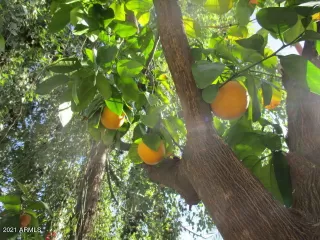 Photo #5: 6191685 Listing